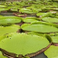 Amazon Water Lily