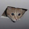 Cat Stuck in the Ceiling