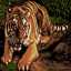 Picture for achievement Tiger}
