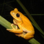 Gold Frog