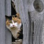 Picture for achievement Cat Stuck in the Wall}
