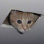Retro Achievement for Cat Stuck in the Ceiling