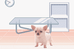 Pocket Dogs